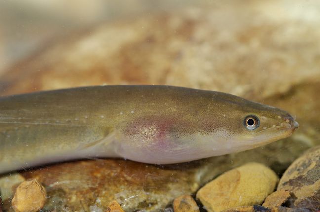 The glass eel is a very young European eel.